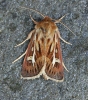 Antler Moth  Cerapteryx graminis