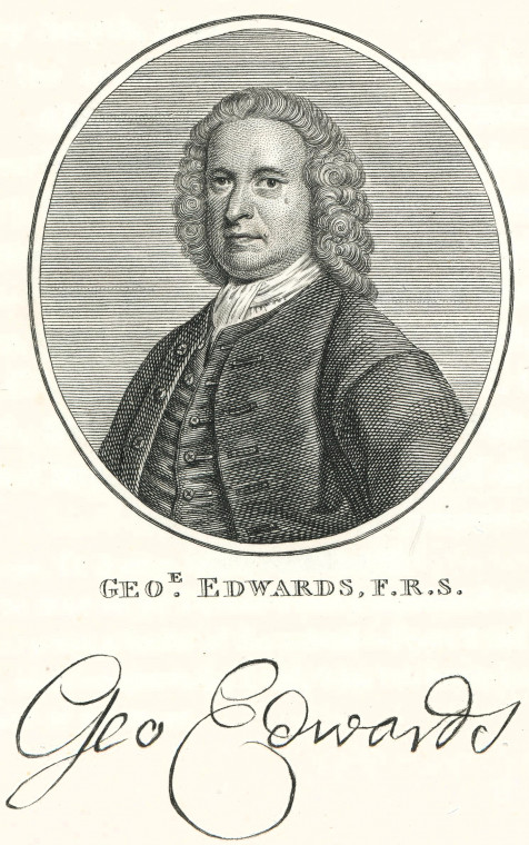 George Edwards 1694 to 1773 Naturalist Ogborne 1817 Copyright: Elizabeth Ogborne History of Essex 1817