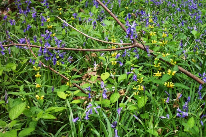 Bluebells Copyright: Graham Smith