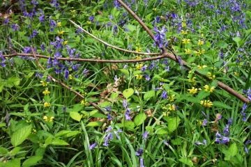 Bluebells Copyright: Graham Smith