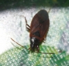 Gastrodes grossipes