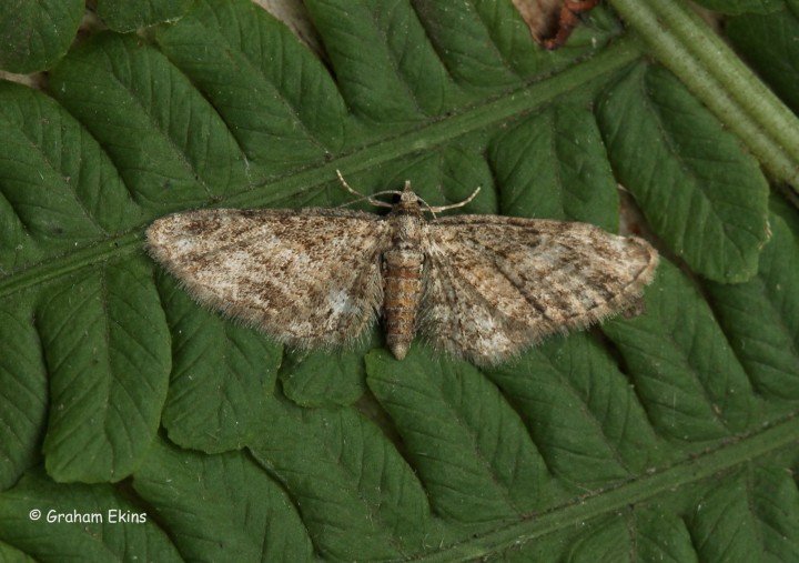 Eupithecia inturbata Maple Pug Copyright: Graham Ekins