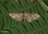 Eupithecia inturbata Maple Pug