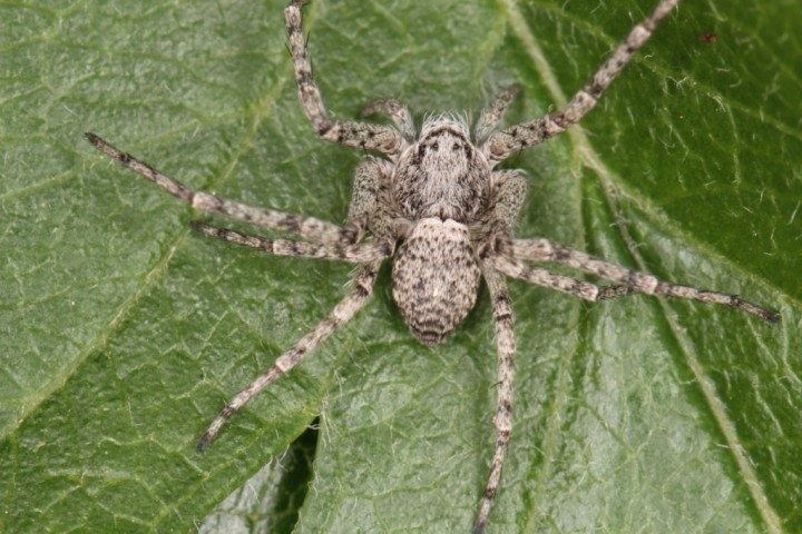 Philodromus buxi female3 Copyright: Peter Harvey