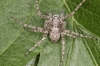 Philodromus buxi female3 Copyright: Peter Harvey