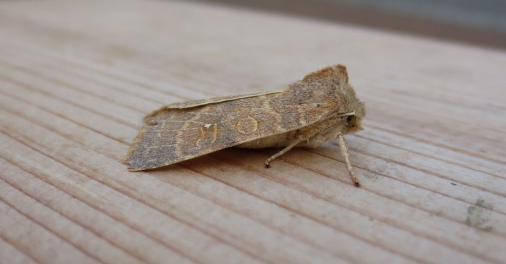 Pale-lemon Sallow. Copyright: Stephen Rolls