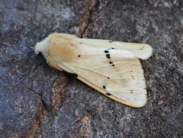 Buff Ermine   Spilosoma lutea Copyright: Graham Ekins