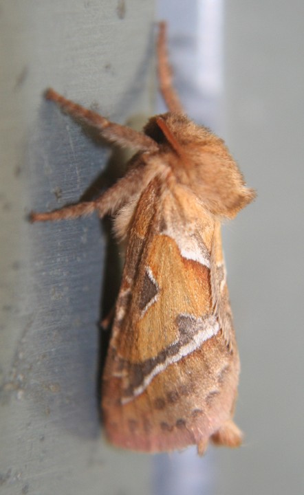 Orange swift in kitchen 23.08.18 Copyright: Daniel Blyton