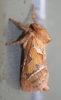 Orange swift in kitchen 23.08.18 Copyright: Daniel Blyton