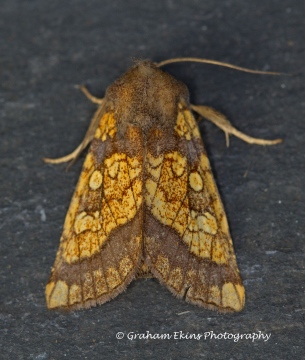 Frosted Orange  Gortyna flavago Copyright: Graham Ekins