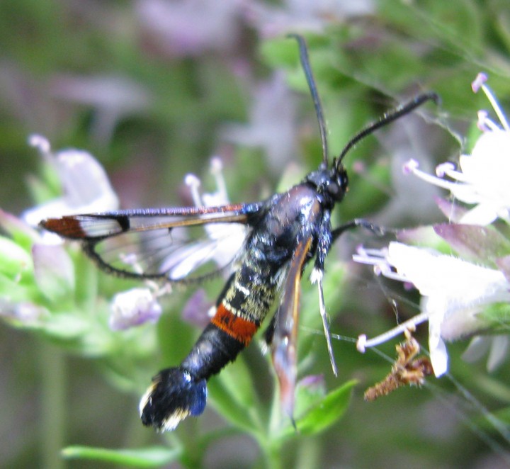 Synanthedon formicaeformis Pic 2 Copyright: James Legg July 2019