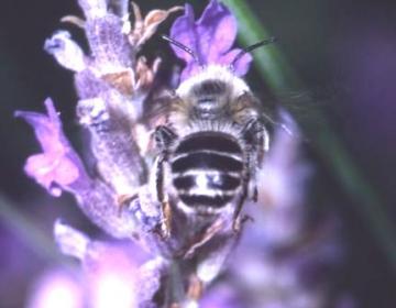 Anthophora bimaculata Copyright: Peter Harvey