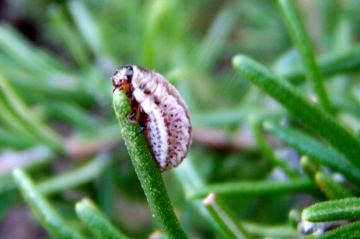 Rosemary Beetle larva Copyright: Peter Pearson
