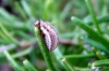 Rosemary Beetle larva 