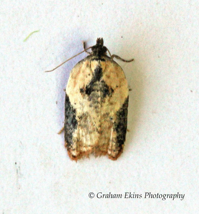 Acleris comariana Copyright: Graham Ekins