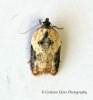 Acleris comariana