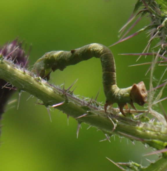 caterpillar on Marsh Thistle Copyright: Robert Smith