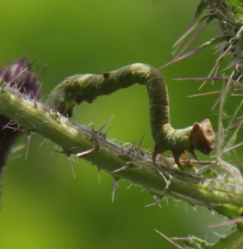 caterpillar on Marsh Thistle Copyright: Robert Smith