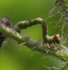 caterpillar on Marsh Thistle 