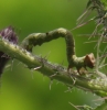 caterpillar on Marsh Thistle