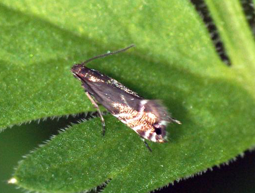 Cock's-foot Moth (Glyphipterix simpliciella) Copyright: Ben Sale