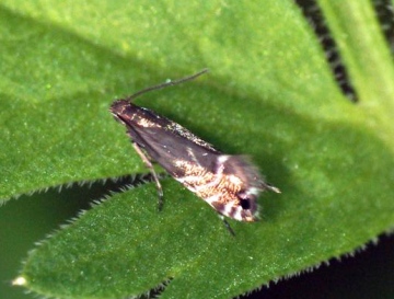 Cock's-foot Moth (Glyphipterix simpliciella) Copyright: Ben Sale