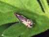 Cock's-foot Moth (Glyphipterix simpliciella) 