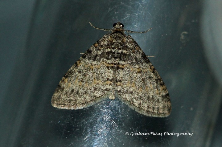 Lobophora halterata 2 Copyright: Graham Ekins