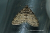 Lobophora halterata 2 Copyright: Graham Ekins