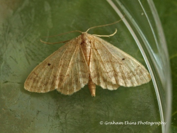 Idaea biselata  Small fan-footed wave 1 Copyright: Graham Ekins