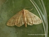 Idaea biselata  Small fan-footed wave 1