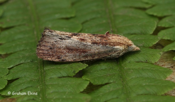 Galleria mellonella Wax Moth 1 Copyright: Graham Ekins