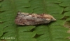 Galleria mellonella Wax Moth 1 Copyright: Graham Ekins