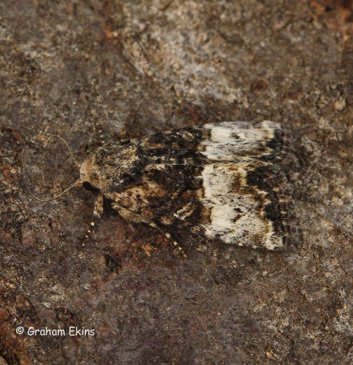 Mesoligia furuncula  Claoked Minor 1 Copyright: Graham Ekins