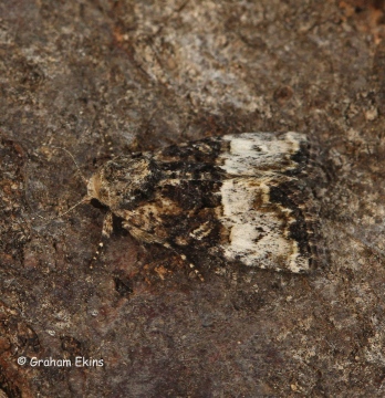 Mesoligia furuncula  Claoked Minor 1 Copyright: Graham Ekins