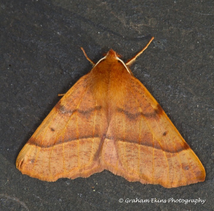 Feathered Thorn Colotois pennaria Copyright: Graham Ekins