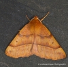 Feathered Thorn Colotois pennaria Copyright: Graham Ekins