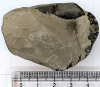 Hoploparia gammaroides fossil lobster from London Clay 