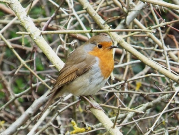 Erithacus rubecula Copyright: Gareth Kelly