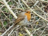 Erithacus rubecula Copyright: Gareth Kelly