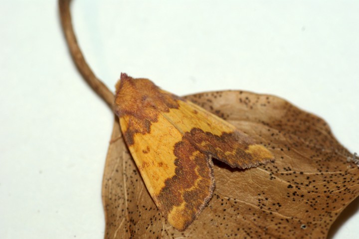 Barred Sallow 4 Copyright: Ben Sale