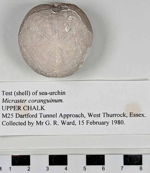 Test (shell) of sea-urchin Micraster coranguinum Copyright: William George