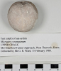 Test (shell) of sea-urchin Micraster coranguinum 