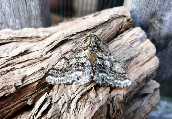 Brindled Beauty Copyright: Graham Smith