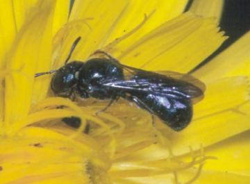 ceratina cyanea