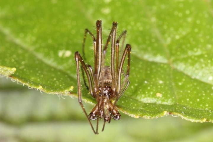 Tetragnatha nigrita male 2 Copyright: Peter Harvey