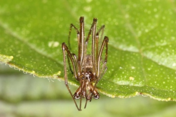 Tetragnatha nigrita male 2 Copyright: Peter Harvey