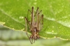 Tetragnatha nigrita male 2