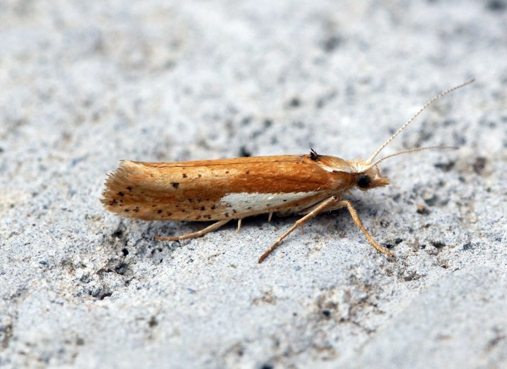 Ypsolopha parenthesella 1 Copyright: Ben Sale