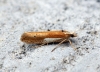 Ypsolopha parenthesella 1 Copyright: Ben Sale